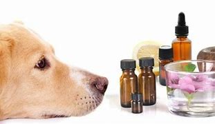 Trois séances conseil pour votre animal! Nac et oiseaux