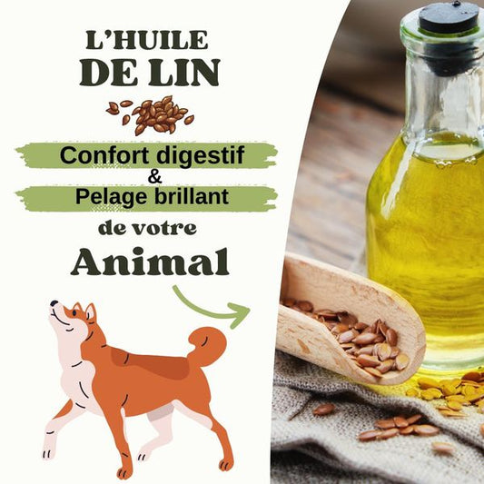 Les vertus de l'huile de lin pour les animaux de compagnie 🌿🐕🐈