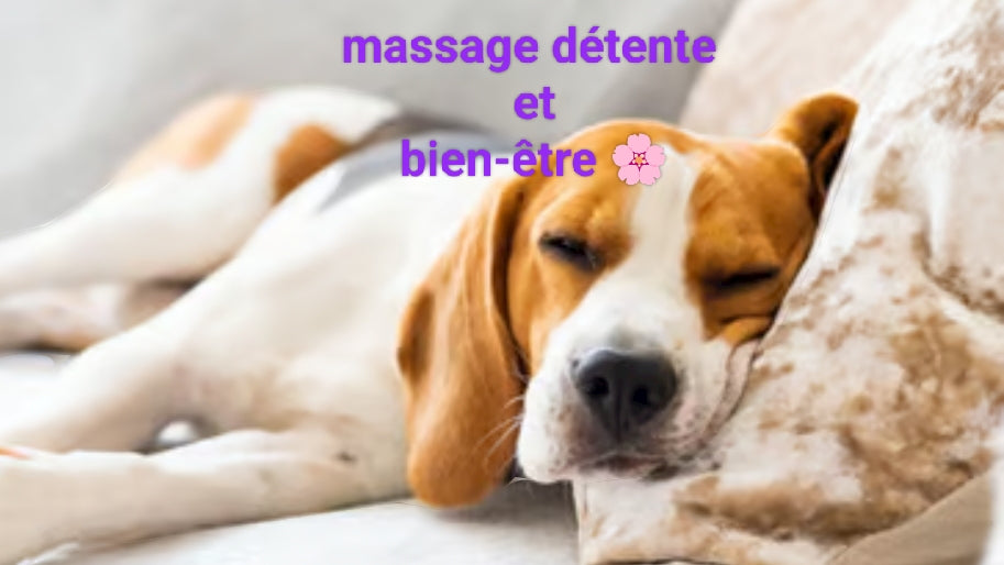 Séance conseil pour Trousse pour accompagner mon chien🐶 au quotidien avec madame nature