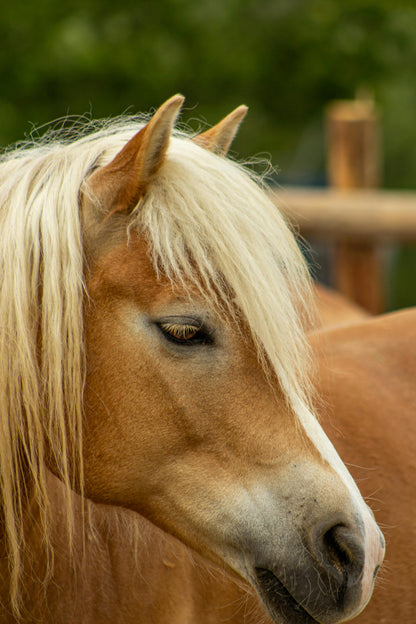 Séance d'accompagnement pour Trousse de soins pour mon cheval🐎